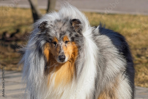 Collie, group of breeds of shepherd dogs originating from Scotland. Space under the text. Concept: parodist dogs, dog friend of man, true friends, rescuers.