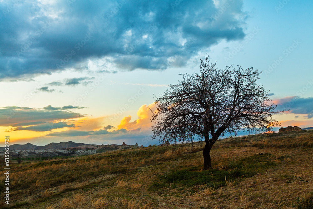 Sunset and lonley tree in the field, beautiful clouds