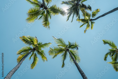 The coconut tree (Cocos nucifera) is a member of the palm tree family (Arecaceae) and the only living species of the genus Cocos. Big island, Pu'uhonua O Honaunau National Historical Park. 
