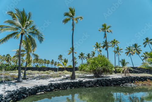 The coconut tree  Cocos nucifera  is a member of the palm tree family  Arecaceae  and the only living species of the genus Cocos. Big island  Pu uhonua O Honaunau National Historical Park. 