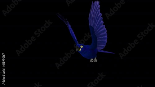 Indigo Macaw - Parrot Bird - Flying Loop - Side Angle View Close Up - 3D animation with alpha channel isolated on transparent background photo