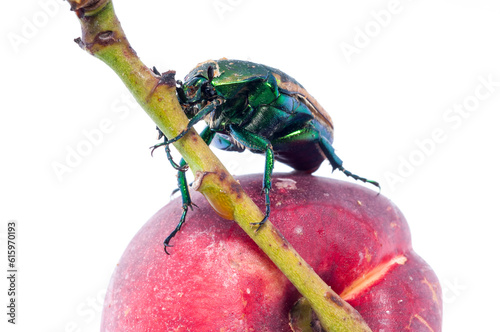 Mettalic green fig beetle (Cotinus texana) on apricot also called 'green fruit beetle', 'junebug', and 'figeater'). Common to the southwestern United States. photo