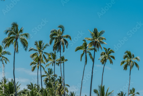The coconut tree  Cocos nucifera  is a member of the palm tree family  Arecaceae  and the only living species of the genus Cocos. Big island  Pu uhonua O Honaunau National Historical Park. 