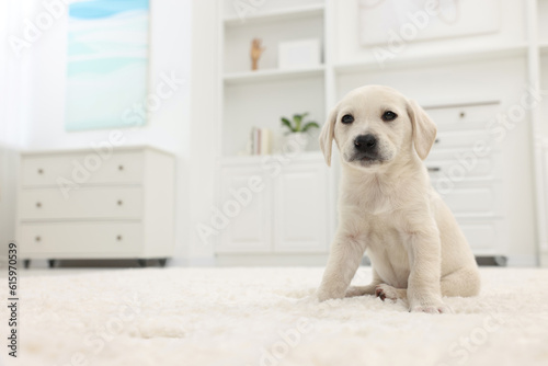 Fototapeta Naklejka Na Ścianę i Meble -  Cute little puppy on white carpet at home. Space for text