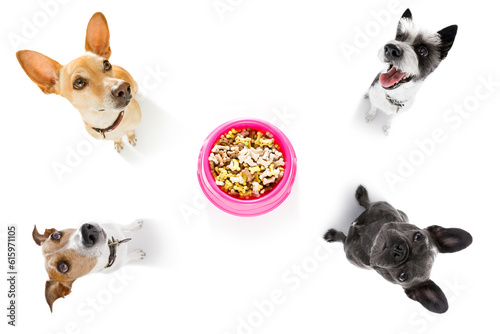 hungry  couple of dogs behind  food  bowl, isolated white  background at home and kitchen looking up  to owner and begging for food © Designpics