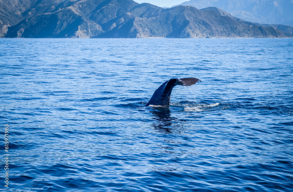 Fototapeta premium Whale tail in Kaikoura bay, New Zealand