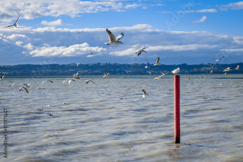 Seagull on red stake, Rotorua lake landscape, New Zealand photo