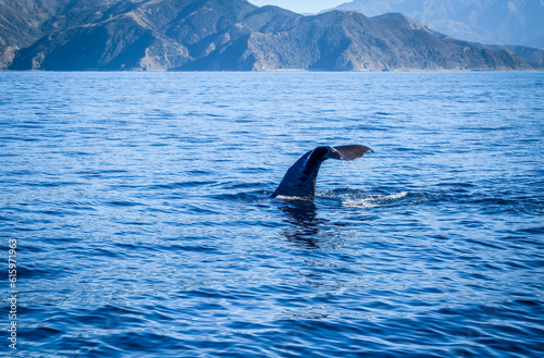 Whale tail in Kaikoura bay, New Zealand