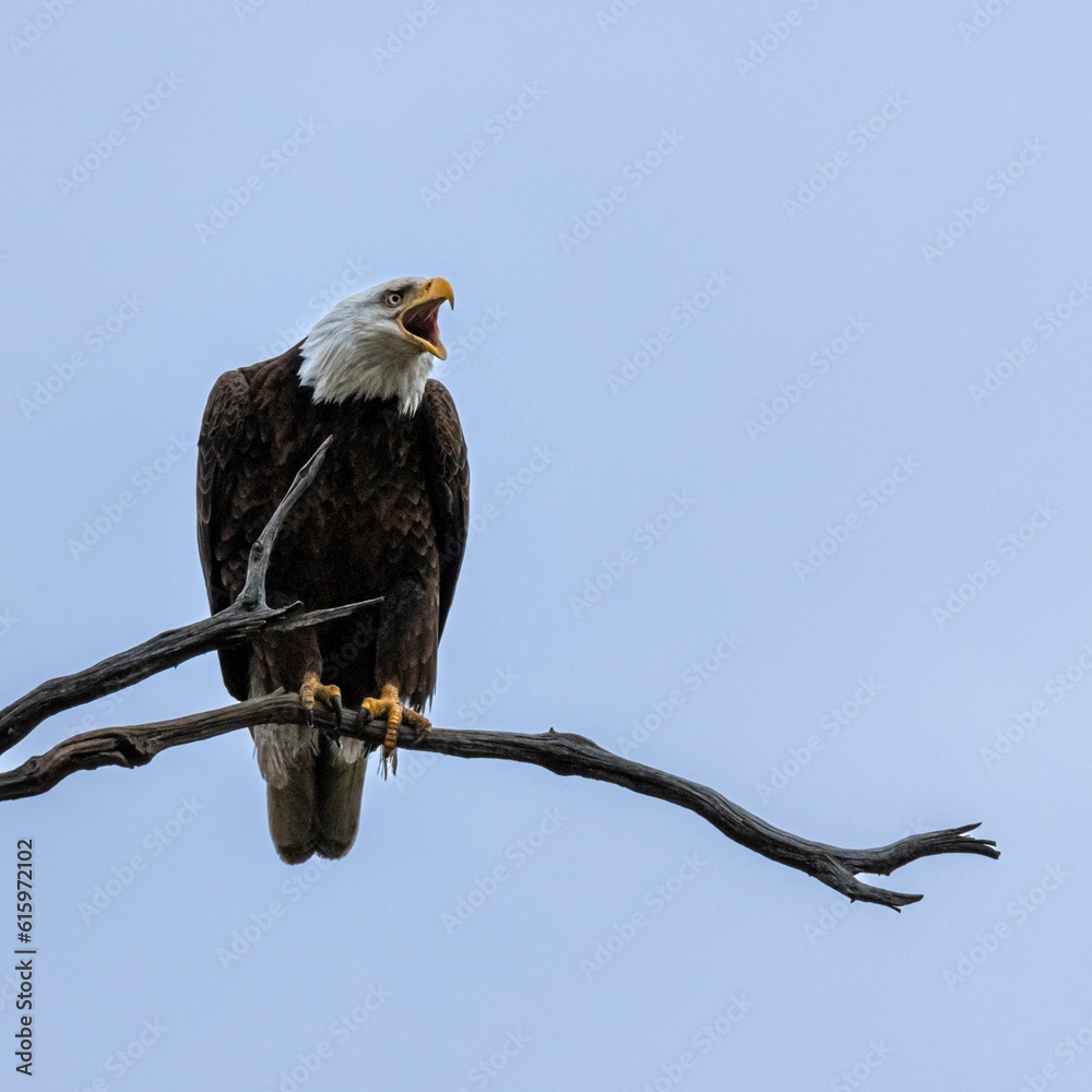 Obraz premium Bald Eagle Protecting the Nest