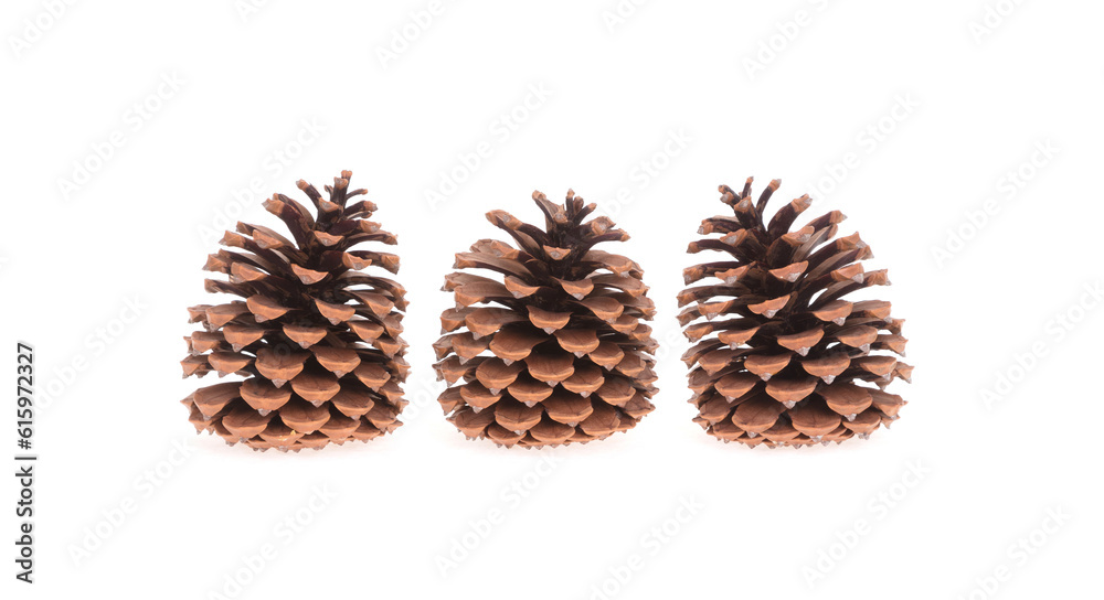 Three pine cones isolated on a white background Three pine cones isolated on a white background