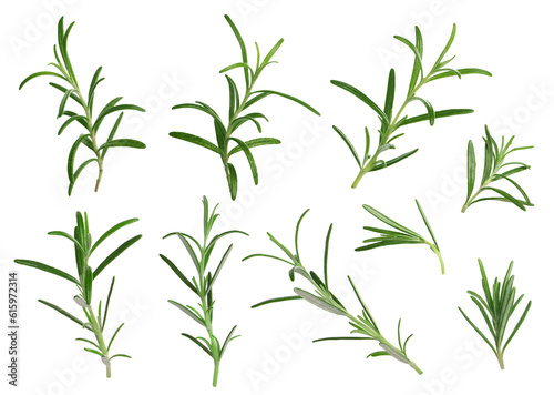 Wallpaper Mural Set with fresh rosemary isolated on white Torontodigital.ca