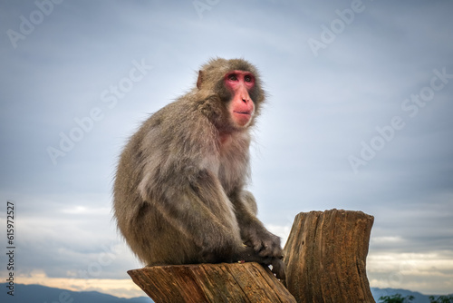 Japanese macaque on a trunk in Iwatayama monkey park, Kyoto, Japan © Designpics