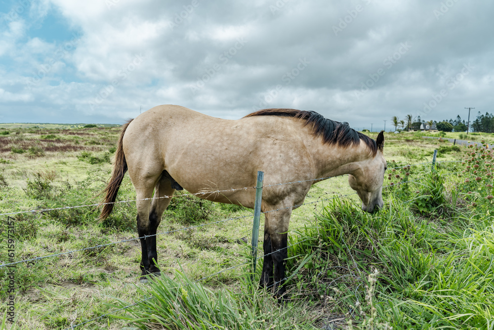 Horses in pasture, South Point Road, Big island, Hawaii Horses in pasture, South Point Road, Big island, Hawaii