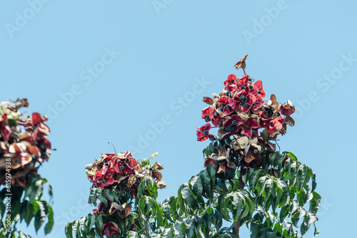Majidea zangueberica (also known as the mgambo tree, black pearl tree or velvet seed tree) is a small tree of the family Sapindaceae. Big Island Hawaii.  Pu'uhonua O Honaunau National Historical Park photo