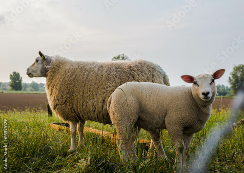 Mother sheep and her lamb in spring  Friesland The Netherlands nature