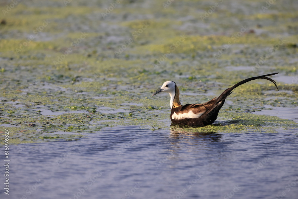 Pheasant-tailed jacana (Hydrophasianus chirurgus) in Japan Pheasant-tailed jacana (Hydrophasianus chirurgus) in Japan