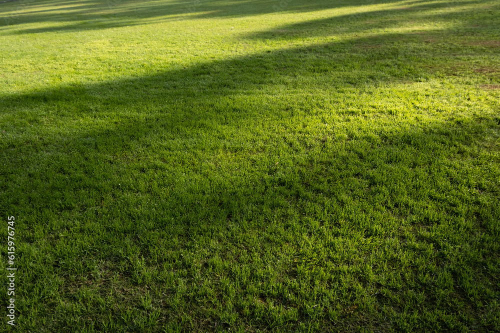 Background texture of green and healthy grass lawn in natural sunlight with shadows of trees shade. Copy space for your design. Background texture of green and healthy grass lawn in natural sunlight with shadows of trees shade. Copy space for your design.
