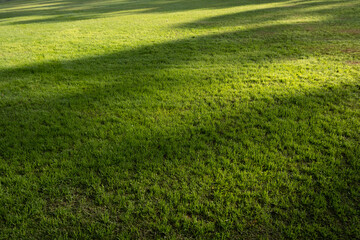 Background texture of green and healthy grass lawn in natural sunlight with shadows of trees shade. Copy space for your design.