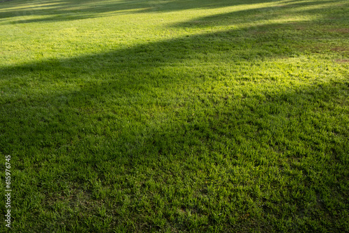 Konstfotografi Background texture of green and healthy grass lawn in natural sunlight with shadows of trees shade