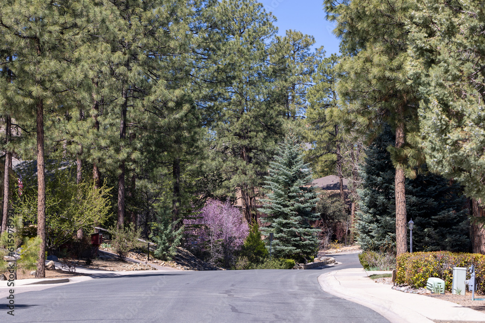 Prescott, Arizona during spring and forest in full bloom