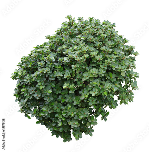 Tropical plant flower bush tree isolated on white background with clipping path.
