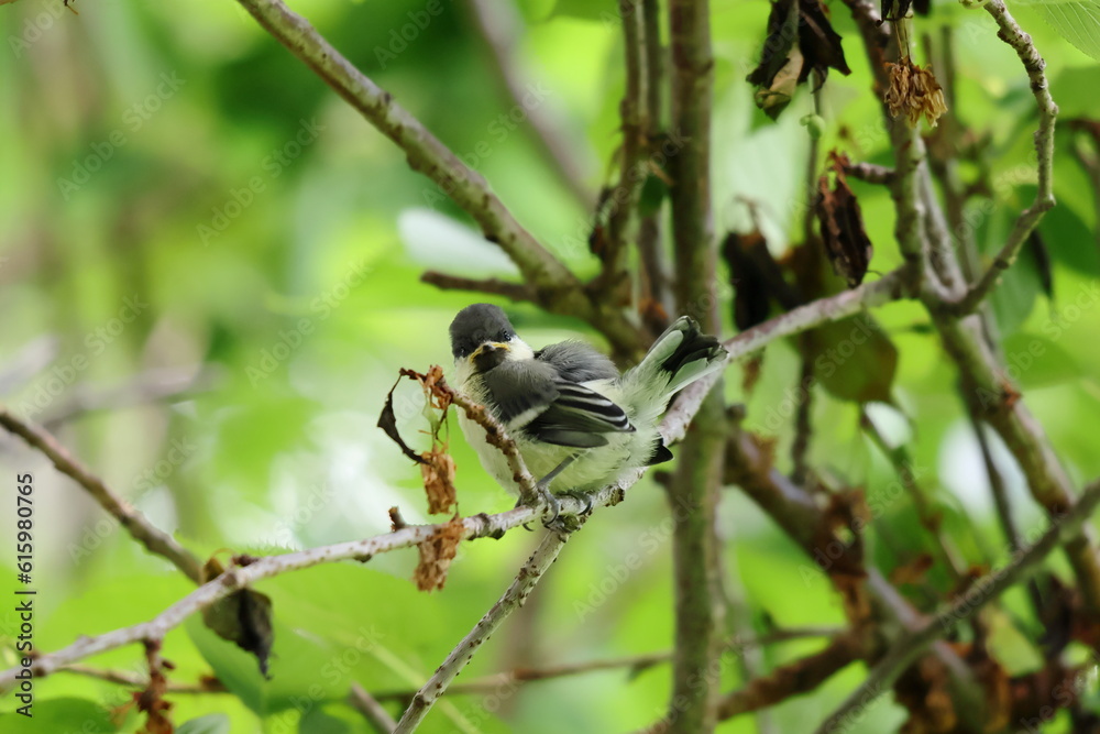 Fototapeta premium 木の枝にとまるシジュウカラの幼鳥