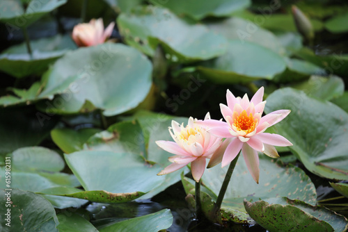Wallpaper Mural 栗林公園の睡蓮の花 Torontodigital.ca
