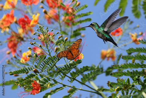 Canvas Print butterfly and hummingbird on  flowers