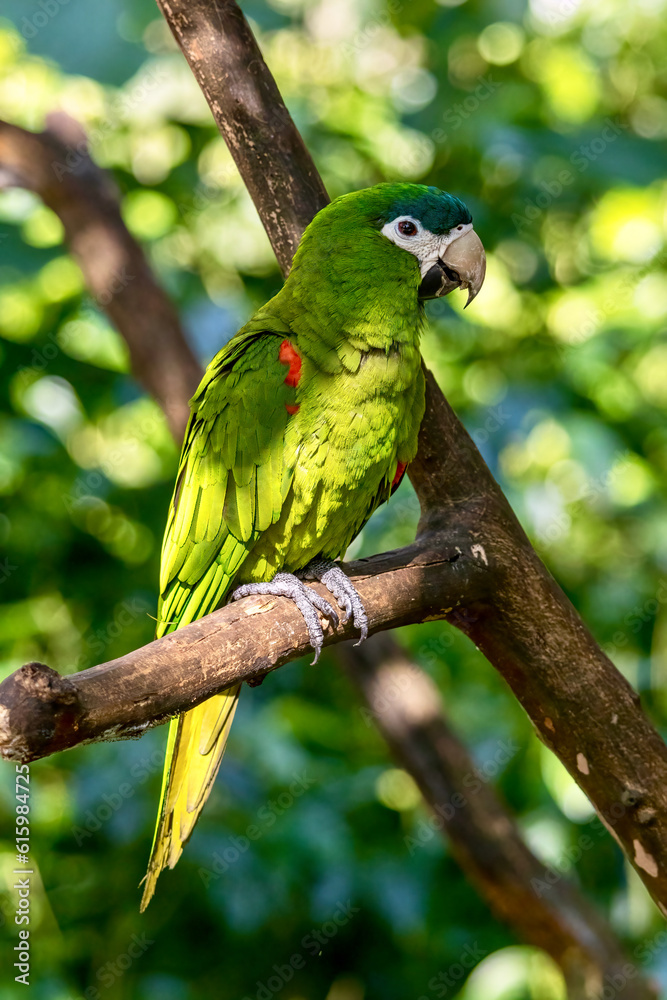 Close-up of colorful parrot near Iguazu Falls in Brazil Close-up of colorful parrot near Iguazu Falls in Brazil