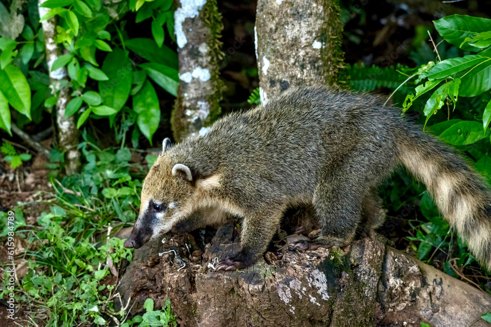 Obraz premium South American coati searching for food near Iguazu Falls in Brazil