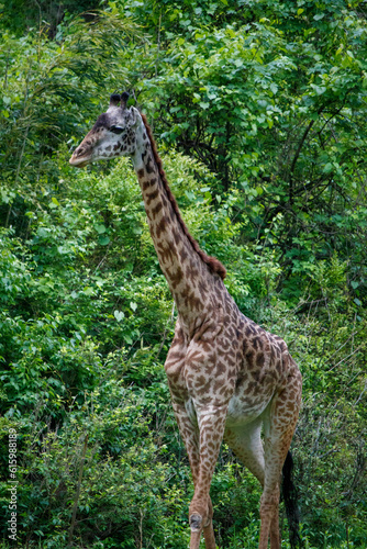 giraffe in the wild