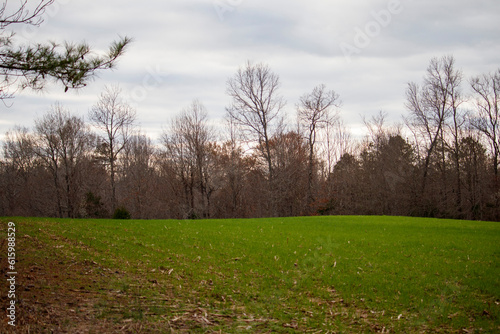 Beautiful tree line with field 