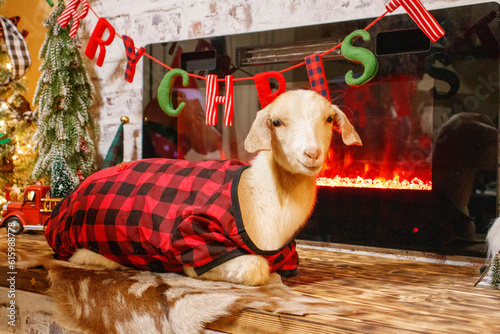 Christmas goat in pajamas 