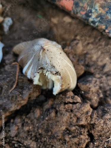 mushroom on the ground