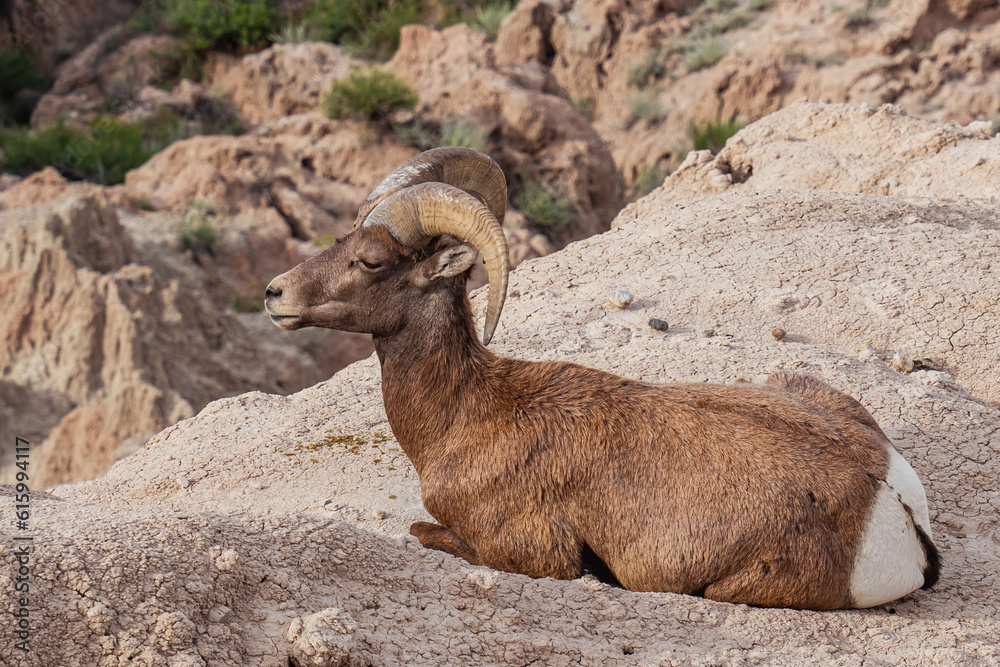 Fototapeta premium Bighorn Sheep Ram | Badlands National Park, South Dakota, USA
