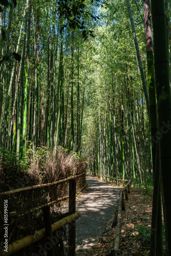 Fototapeta Naklejka Na Ścianę i Meble -  京都嵐山の竹林