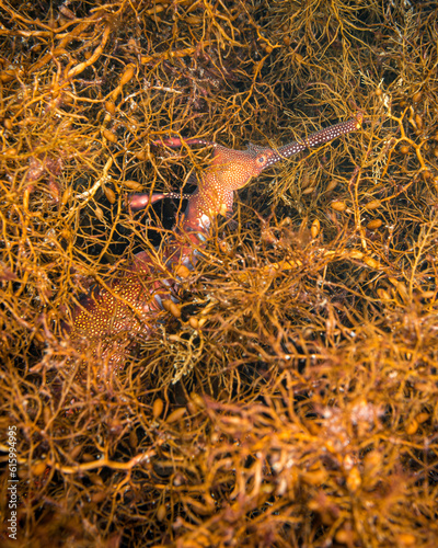 Weedy Sea Dragon