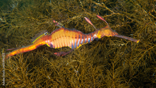 Weedy Sea Dragon
