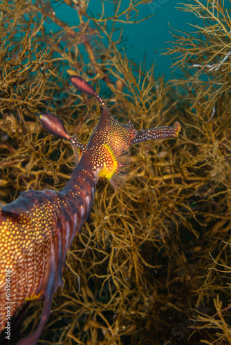 Weedy Sea Dragon