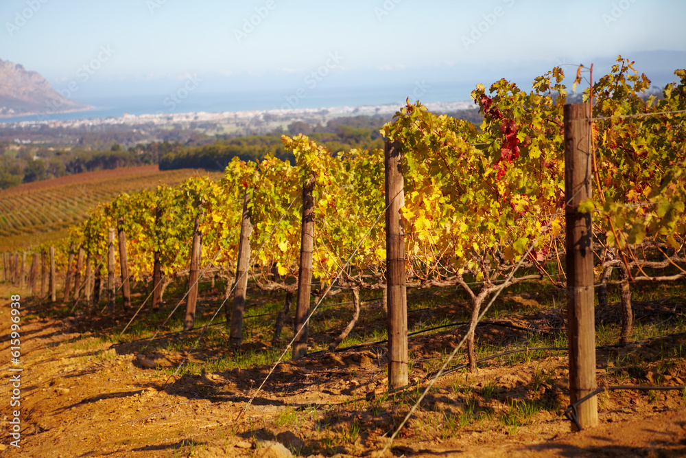 Vineyard, landscape and farm for wine, grapes and growth of vines, plants and winery in countryside, nature with view and blue sky. Agriculture, sustainable farming or growing in Cape Town or autumn