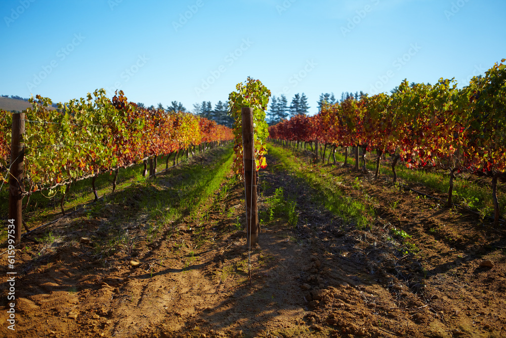 Naklejka premium Nature, sustainable and landscape of a vineyard with plants, greenery and trees for grapes. Agriculture, rural environment and bush of vines on an empty outdoor wine farm or winery in the countryside