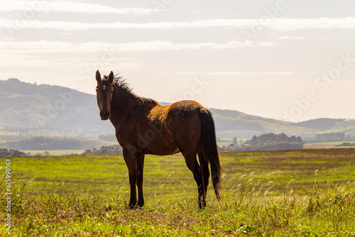 horse grazing in the green field