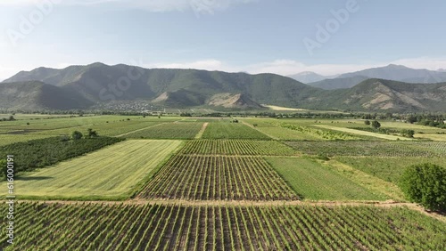 Wallpaper Mural Aerial flight over beautiful vineyard landscape in Kvareli, Georgia Torontodigital.ca