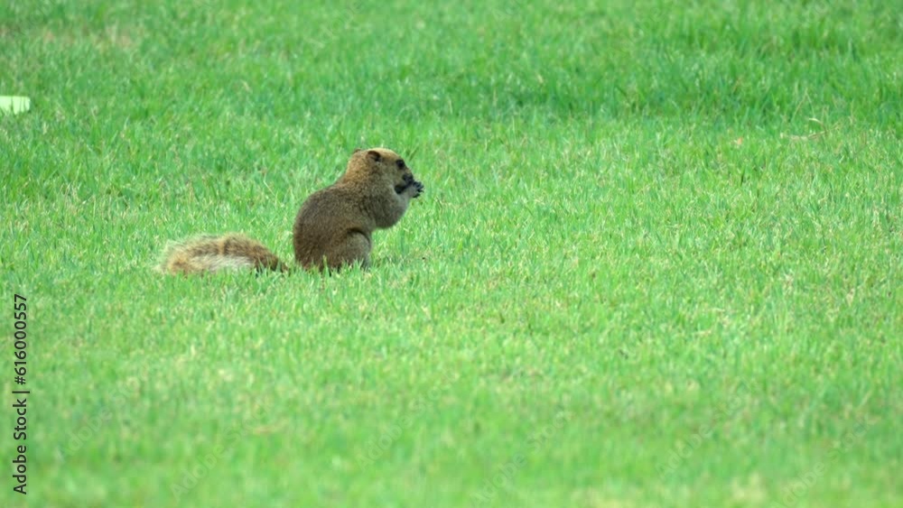 Pallas's squirrel (Callosciurus erythraeus) or red-bellied tree squirrel feeding and foraging food on green grassy meadow Pallas's squirrel (Callosciurus erythraeus) or red-bellied tree squirrel feeding and foraging food on green grassy meadow