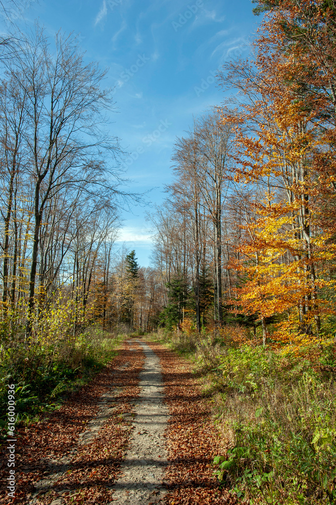 Fototapeta premium Autumn in the forest, colorful forest and sunny day.