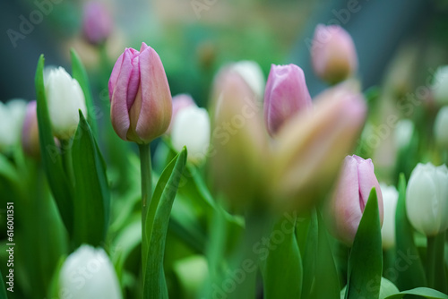 A beautiful pictures of tulips Tulips in white and pink.
In this image, the tulips' two colors alternate between pink and white.This photo makes a good wallpaper background. or artwork on display insi photo