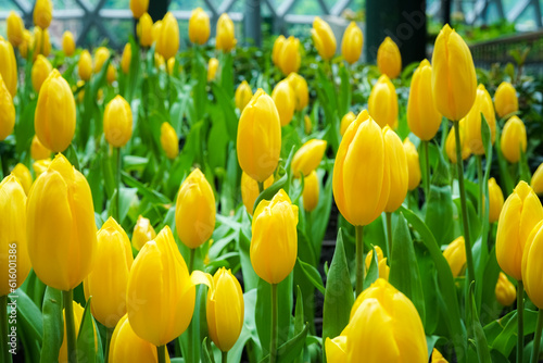 A picture of beautiful yellow tulips Yellow tulips that have not bloomed will be shown in the image. 
This picture is appropriate for use as a wallpaper background. or artwork displayed within the hom photo