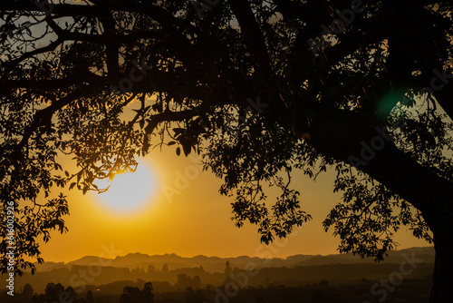 sunset behind the tree on a summer day forest