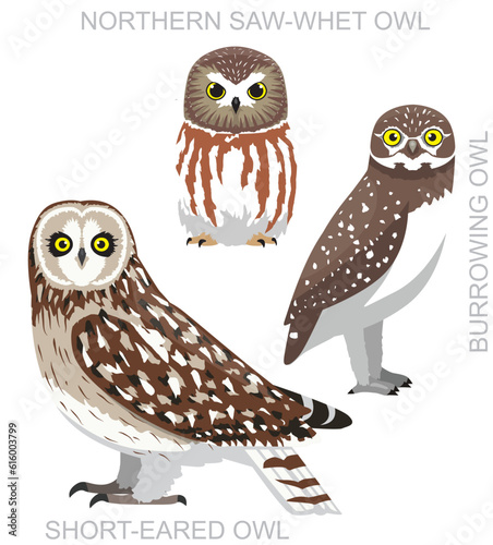 Cute Bird Owl Saw-Whet Burrowing Set Cartoon Vector
