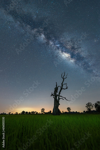 Dead tree scene with Night sky milky way and stars on sky background. With noise and grain.Photo by long exposure.